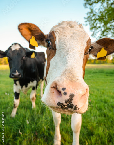 cows in a field