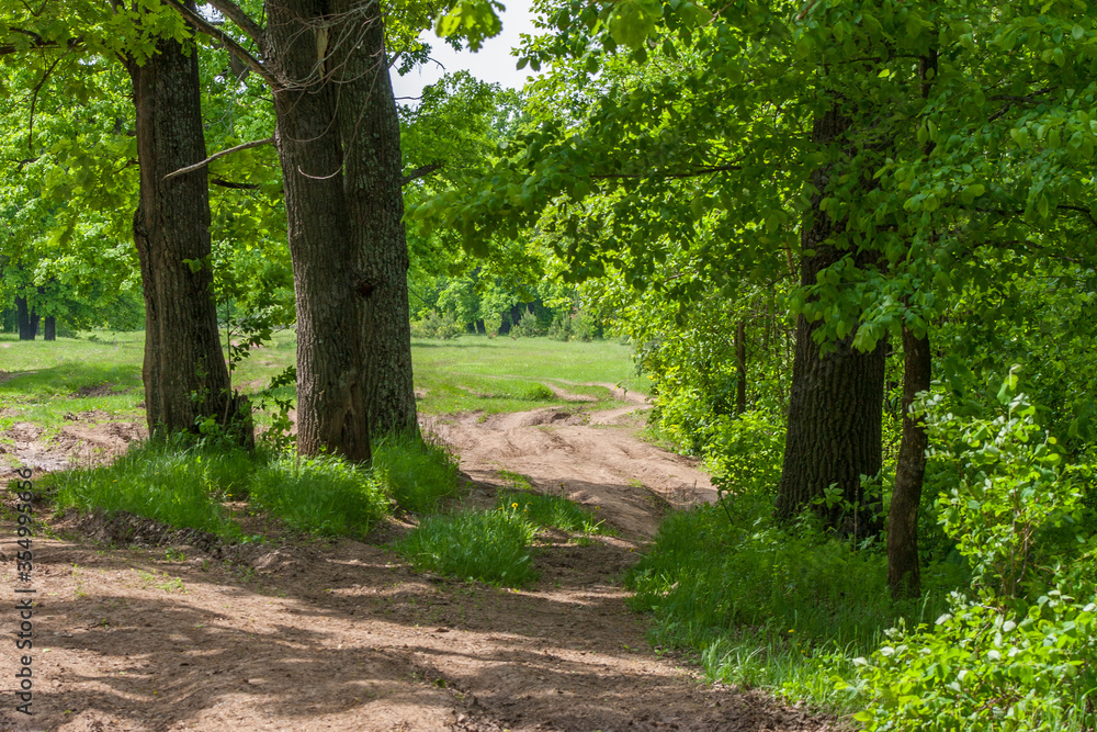 broken dirt road in the forest on a sunny spring day broken dirt road in the forest on a sunny spring day