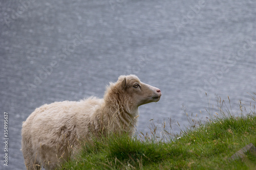 Obraz na płótnie A sheep stands on a cliff and wants to graze. In the background you can see the water surface. w salonie