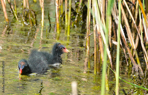 Moorhen at Askham Bog, near York in Yorkshire, England, Uk photo