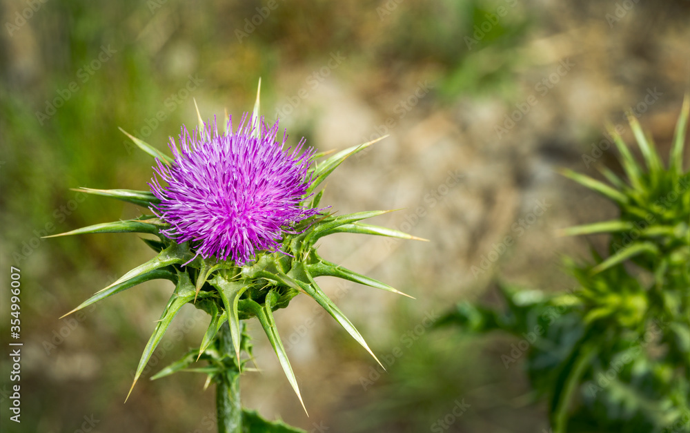 Purple flower of Cardus marianus or Saint Mary's thistle (Silybum marianum). Milk thistle is valuable plant used for medicinal purposes. Selective focus close-up. Place for your text. Purple flower of Cardus marianus or Saint Mary's thistle (Silybum marianum). Milk thistle is valuable plant used for medicinal purposes. Selective focus close-up. Place for your text.
