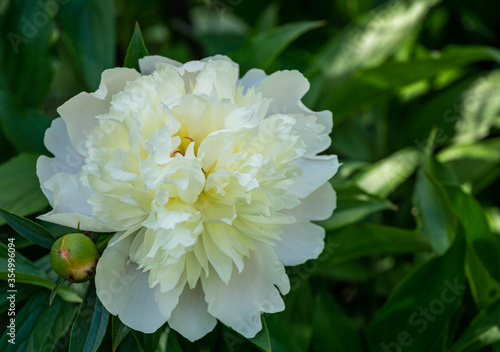 Big white peony flower blooming under sun against dark green garden. Selective focus. There is a place for your text.