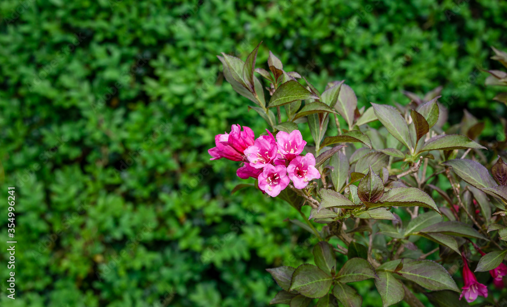 Blooming pink flowers of florida Nana Purpurea on green boxwood background. Flowering Weigela in oriental garden. Flower landscape for nature wallpaper. Selective focus with place for your text. Blooming pink flowers of florida Nana Purpurea on green boxwood background. Flowering Weigela in oriental garden. Flower landscape for nature wallpaper. Selective focus with place for your text.