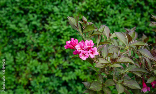 Blooming pink flowers of florida Nana Purpurea on green boxwood background. Flowering Weigela in oriental garden. Flower landscape for nature wallpaper. Selective focus with place for your text.