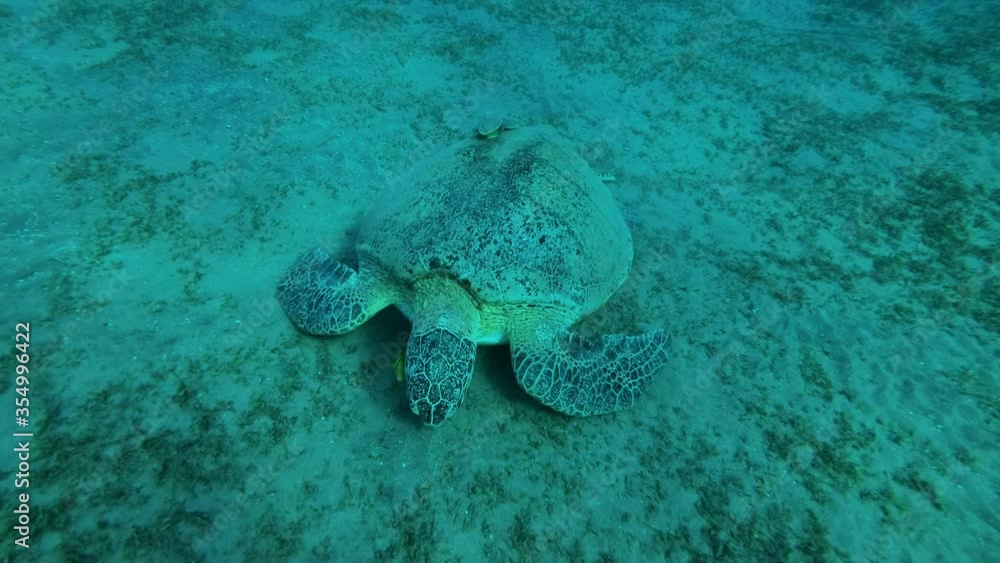 Big Green Sea Turtle (Chelonia mydas) with Remora fish (Echeneis naucrates) on shell, and Golden Trevally fish (Gnathanodon speciosus) eats sea grass on sandy bottom. Red Sea, Egypt Big Green Sea Turtle (Chelonia mydas) with Remora fish (Echeneis naucrates) on shell, and Golden Trevally fish (Gnathanodon speciosus) eats sea grass on sandy bottom. Red Sea, Egypt