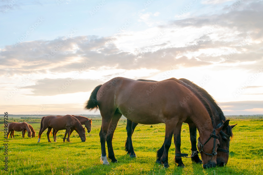 Obraz premium wild horse on a large meadow with beautiful scenery of blue sky and quiet at sunrise
