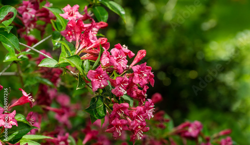 Flowering Weigela Bristol Ruby luxury bush. Beautiful bright pink weigela flowers in landscaped ornamental garden. Flower landscape for nature wallpaper. Selective focus with place for your text.