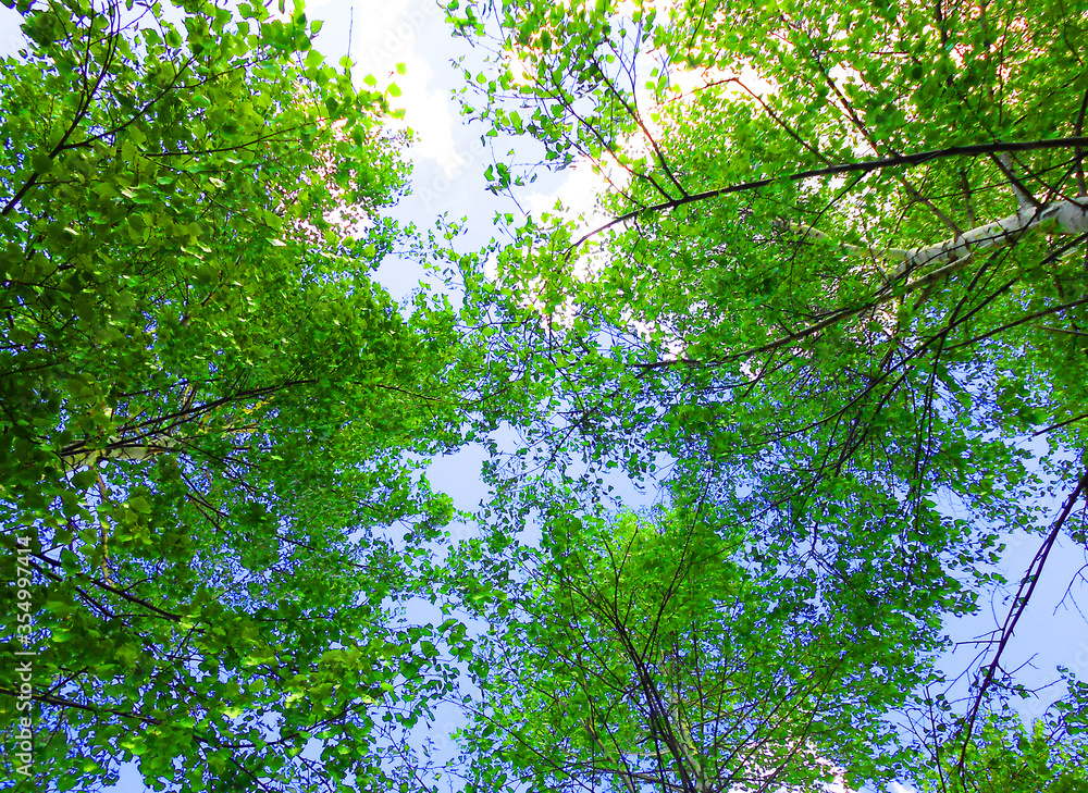 Green branches of birch tops against the blue spring sky. Green branches of birch tops against the blue spring sky.