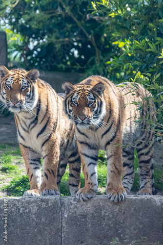 Siberian tigers roam their territory