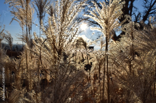 Grasses glowing in the sun  Lorch Abbey  Germany