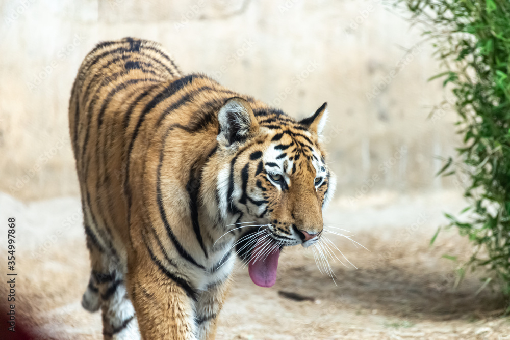 Siberian tigers roam their territory Siberian tigers roam their territory