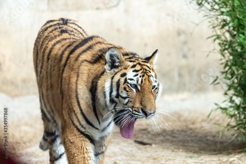 Siberian tigers roam their territory