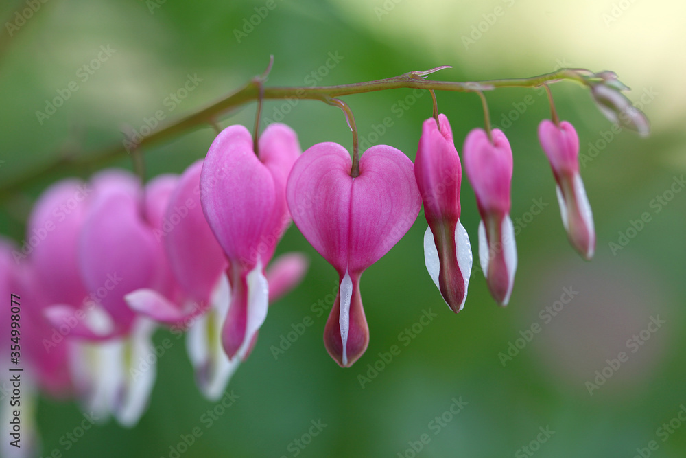 Bleeding hearts Bleeding hearts