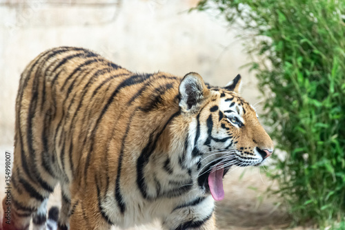 Siberian tigers roam their territory