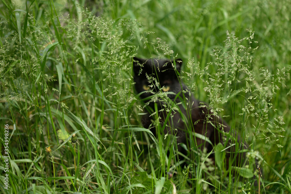 Fototapeta premium Portrait of wild black cat