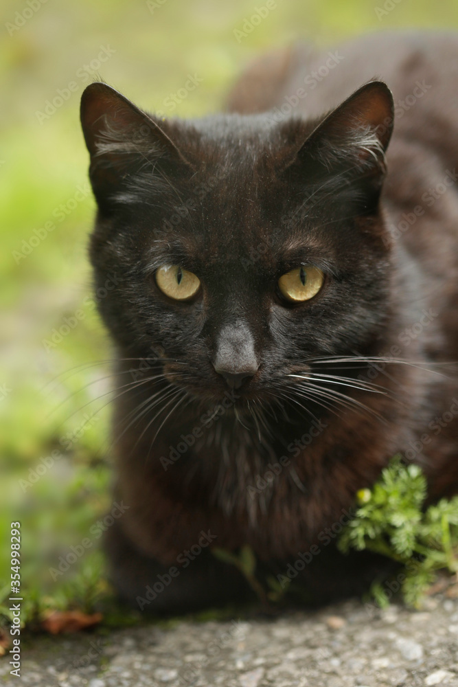 Portrait of wild black cat