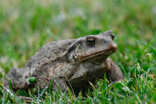 Close-up of a common toad among the grass