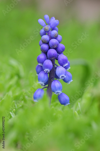 blue grape hyacinth