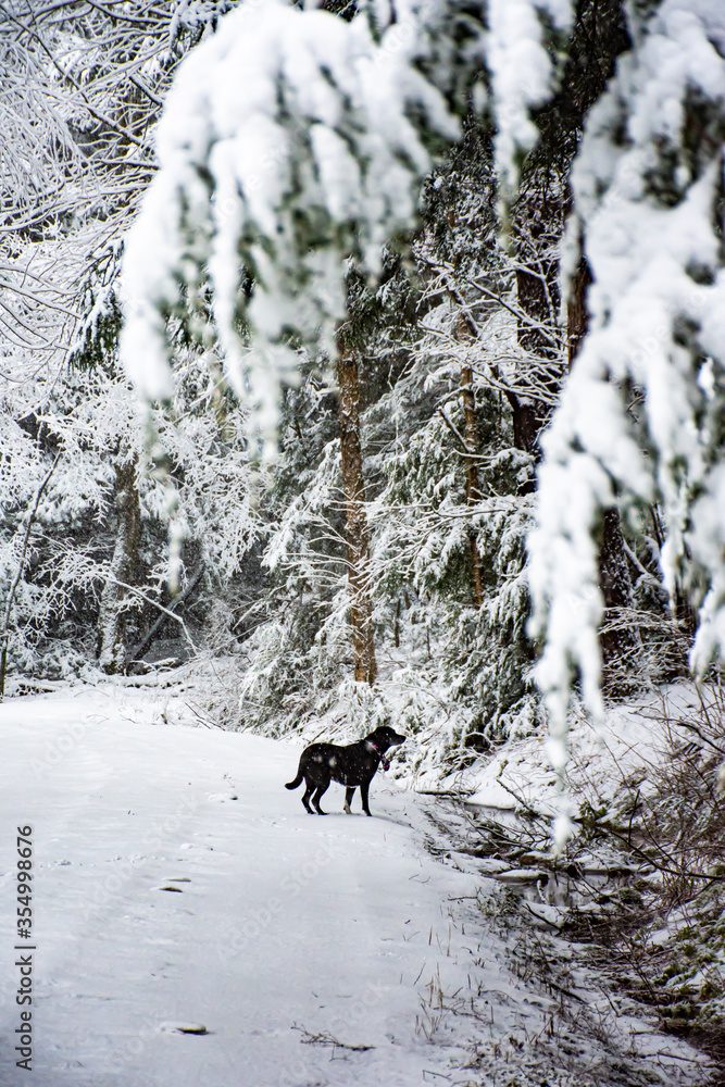 Dog in Snow Dog in Snow