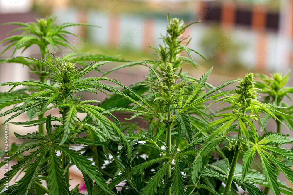 Cannabis plant in the garden,Cannabis is a genus of flowering plants in the family Cannabaceae. Cannabis plant in the garden,Cannabis is a genus of flowering plants in the family Cannabaceae.