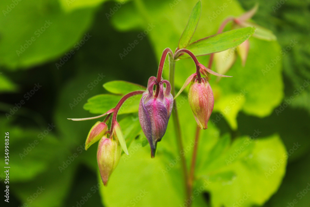 Green color in the nature. Plants and leaves in spring time. Green background. Green color in the nature. Plants and leaves in spring time. Green background.