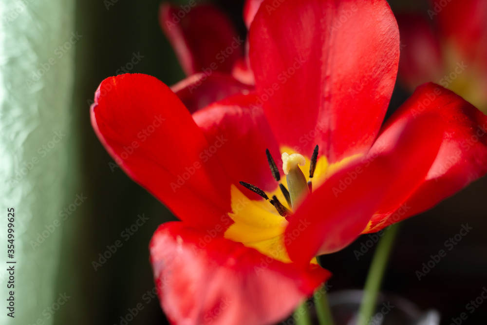 Red blooming tulip in a crystal vase. Macro. Red blooming tulip in a crystal vase. Macro.
