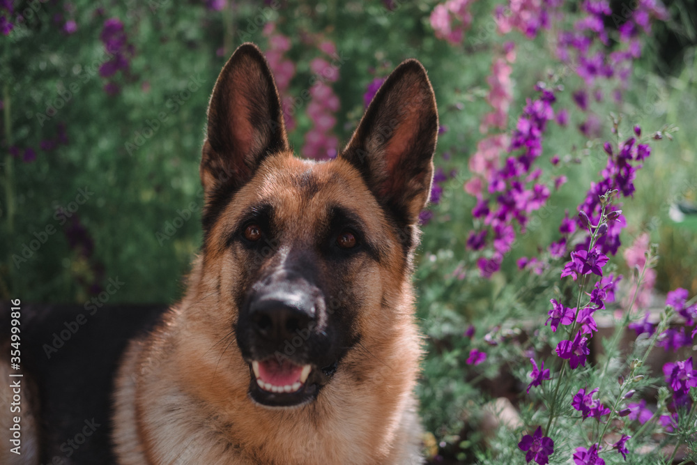 German Shepherd sits against a background of pink wildflowers