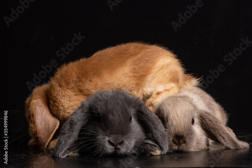 Baby Bunny, Rabbit, Giant flemish red, french lop, flemish giant, holland lop, white mini lop, group