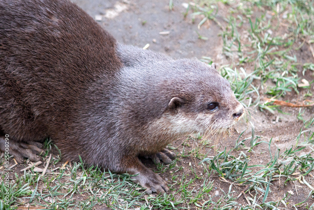 Asian small-clawed otter (in german Zwergotter) Amblonyx cinereus Asian small-clawed otter (in german Zwergotter) Amblonyx cinereus