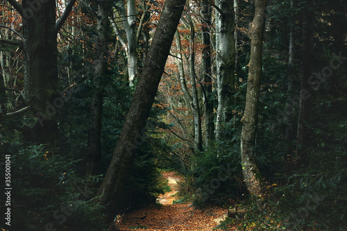 Fotografija beautiful forrest trail in Carphatian mountains