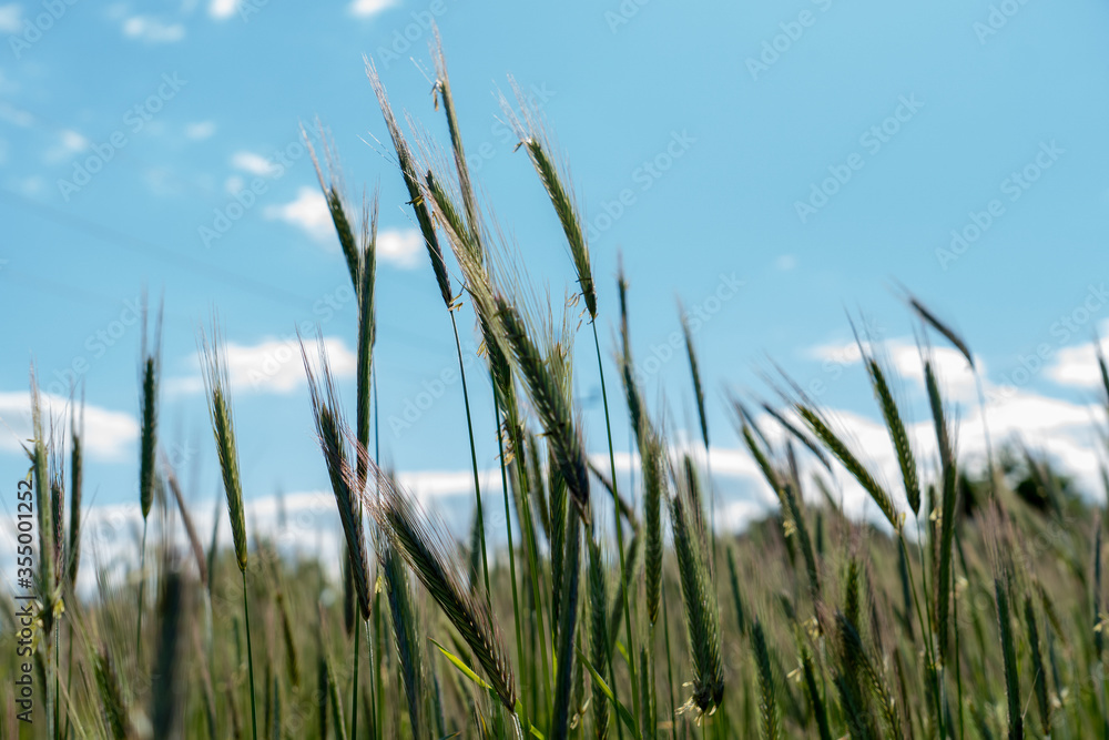 Weizen mit wolkigem Himmel im Hintergrund