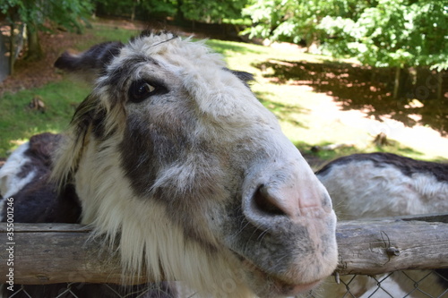 Portrait of a donkey with a lot of fur on its face, Animal Park Bretten, Germany photo