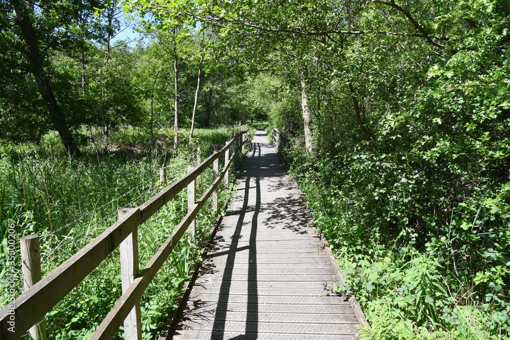 Woodland Walk on wooden footpath at Askham Bog, near York, England, UK Woodland Walk on wooden footpath at Askham Bog, near York, England, UK