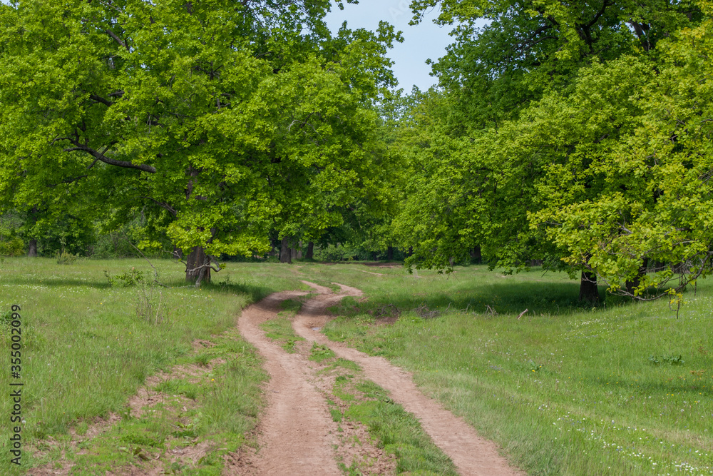 winding dirt road among meadows and oaks
