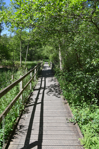 Woodland Walk on wooden footpath at Askham Bog  near York  England  UK