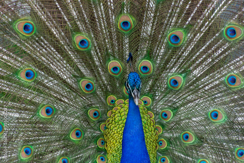 Obraz premium Beautiful Peacock with Feathers Flared Out