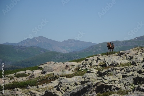 A brown lonely horse with saddle walks in the mountains with picks on horizon