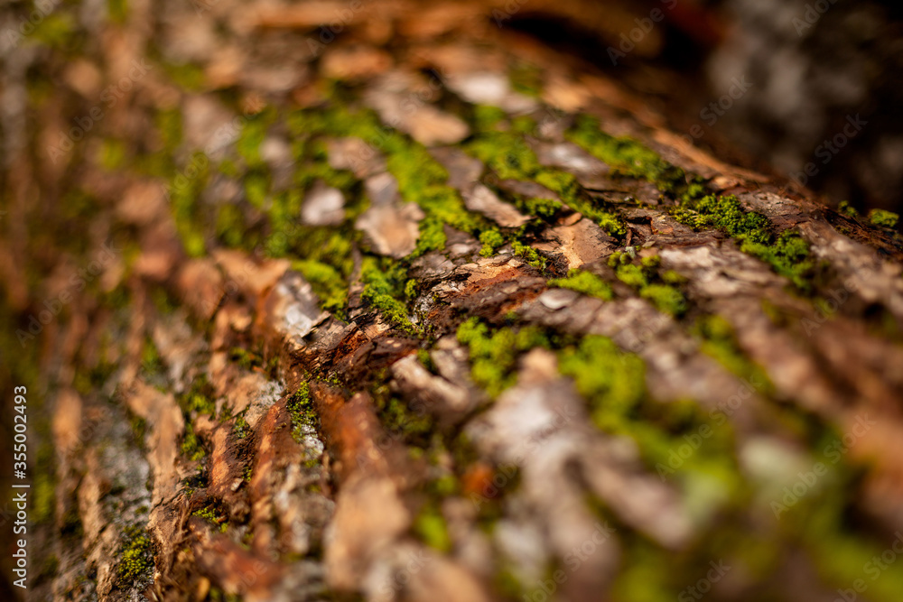 bark of tree. Natural materials