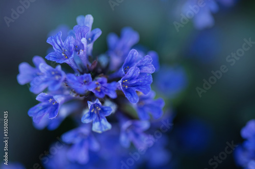 close up of a blue flower © Evgenia