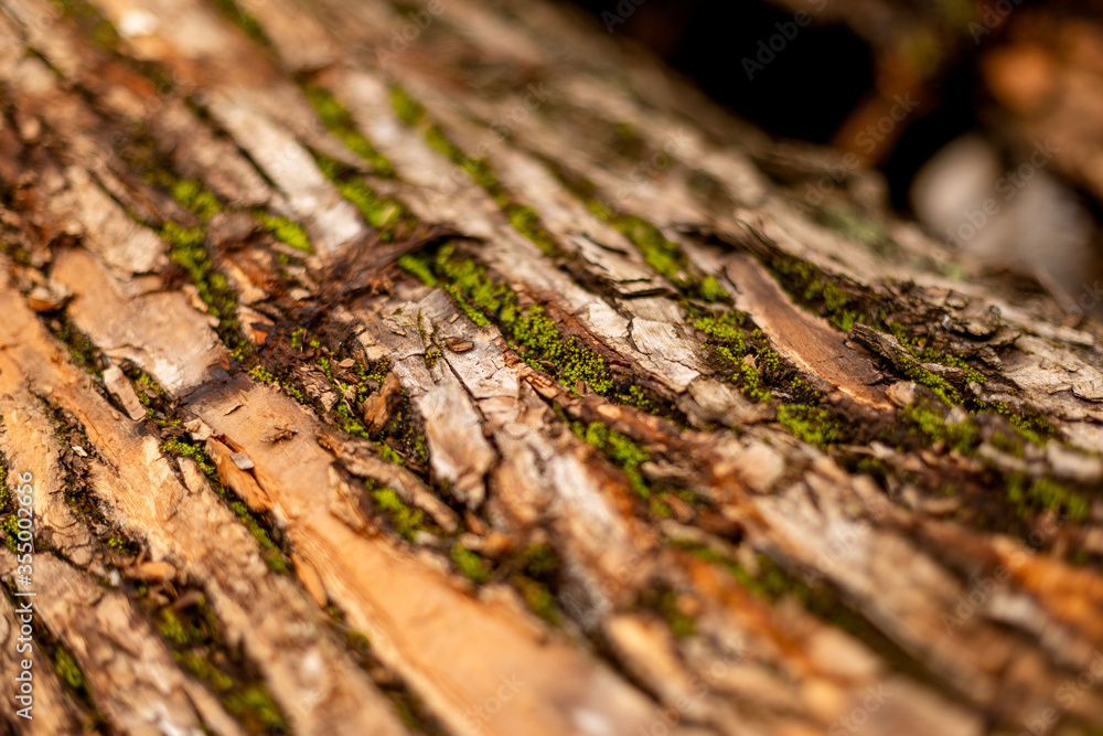 bark of tree. Natural materials bark of tree. Natural materials