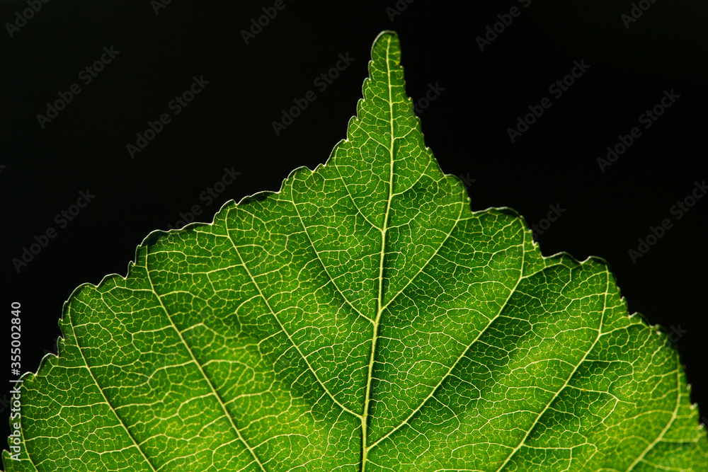 Fototapeta premium close up of leaf