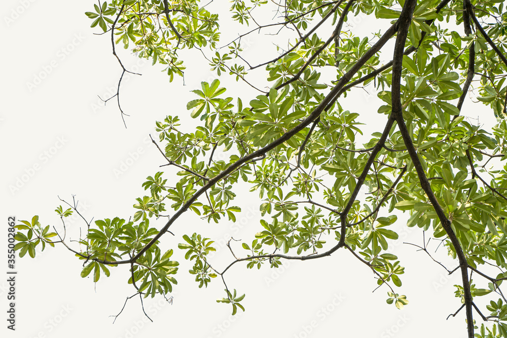 Fototapeta premium Natural green leaves isolated white background