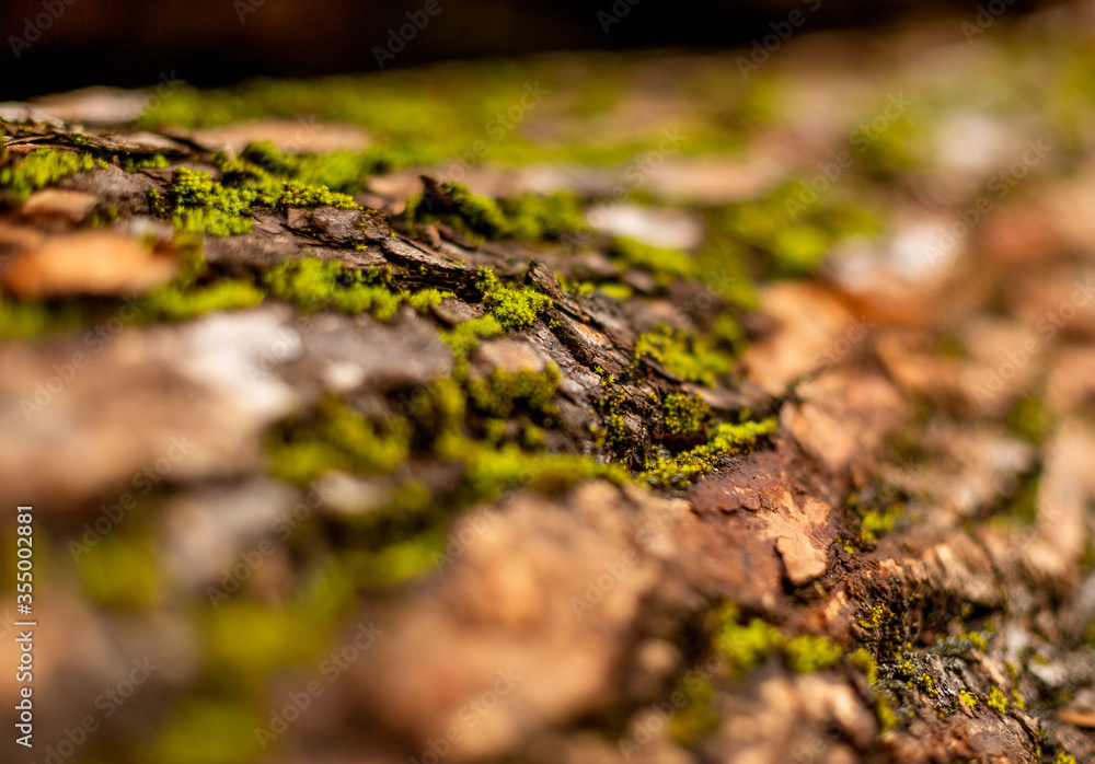 bark of tree. Natural materials bark of tree. Natural materials