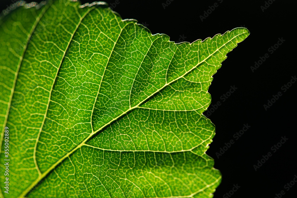 green leaf macro