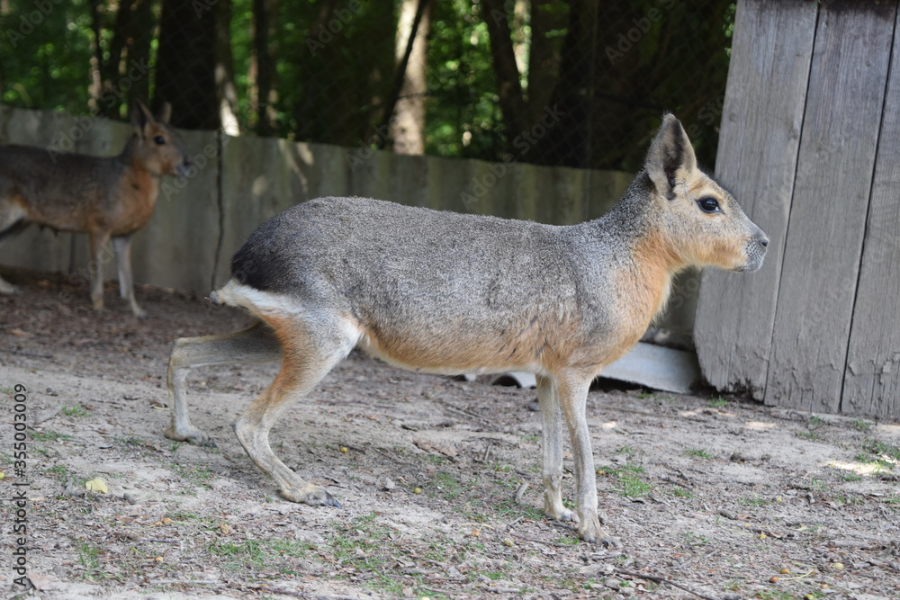 Obraz premium Pampas hare running around on a green meadow, Animal Park Bretten, Germany