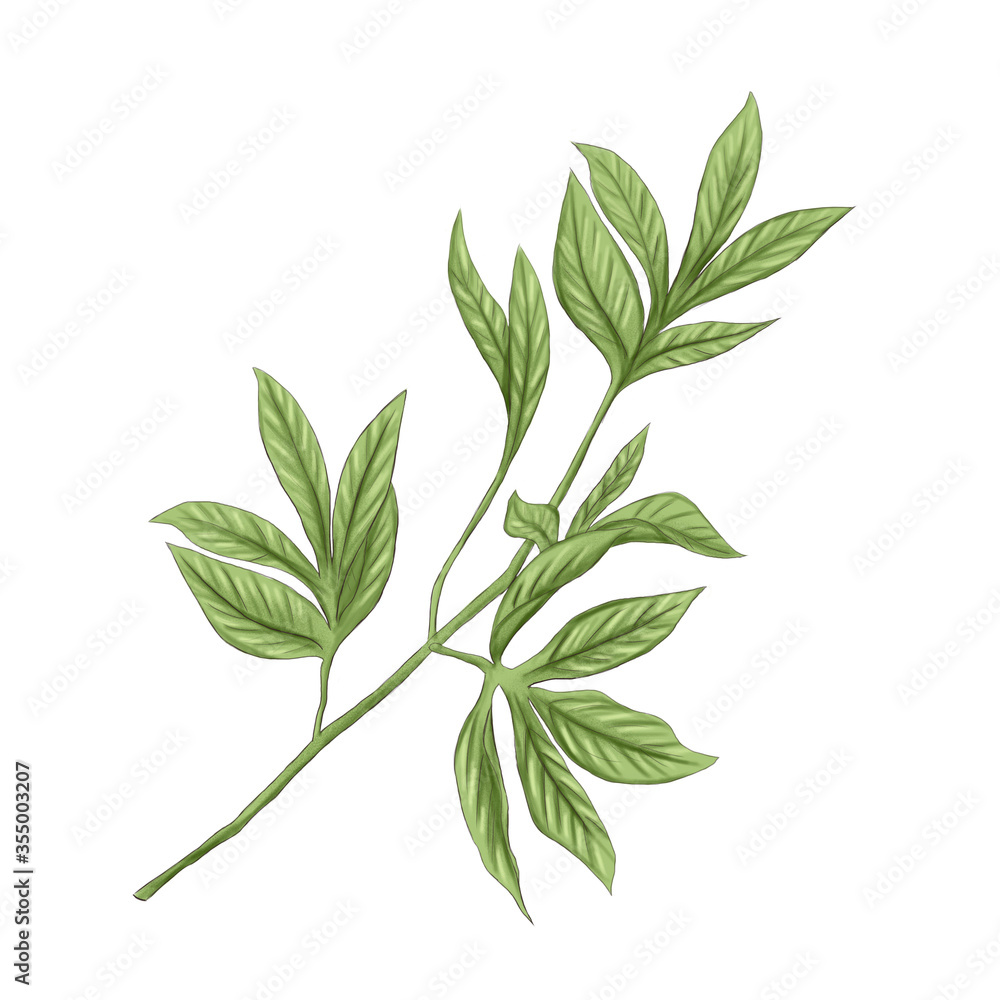 green peony branch decoration 300 dpi digital art green peony branch decoration 300 dpi digital art