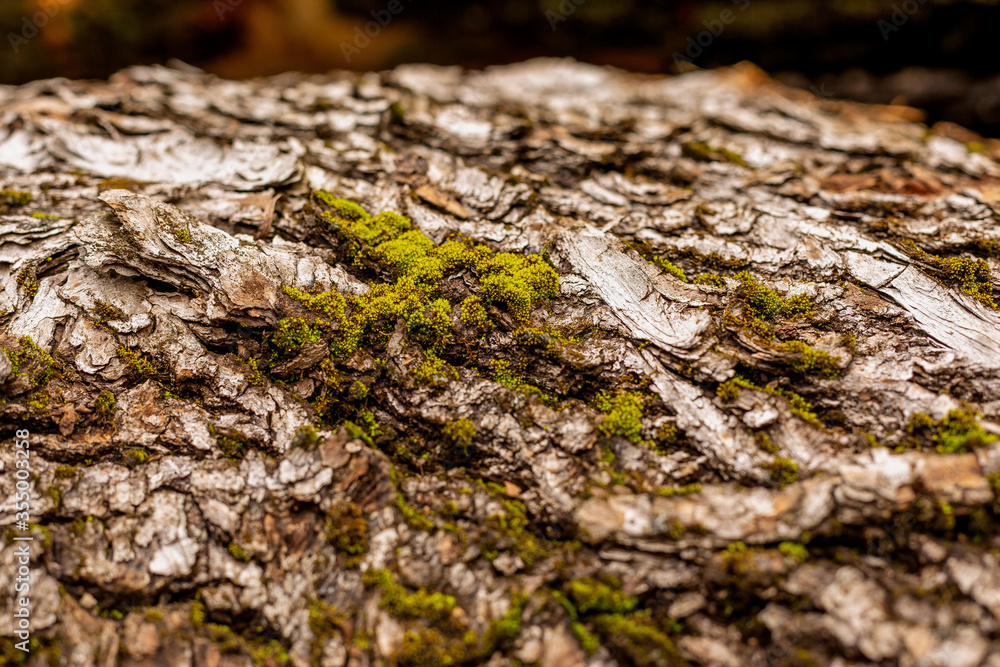 bark of tree. Natural materials bark of tree. Natural materials