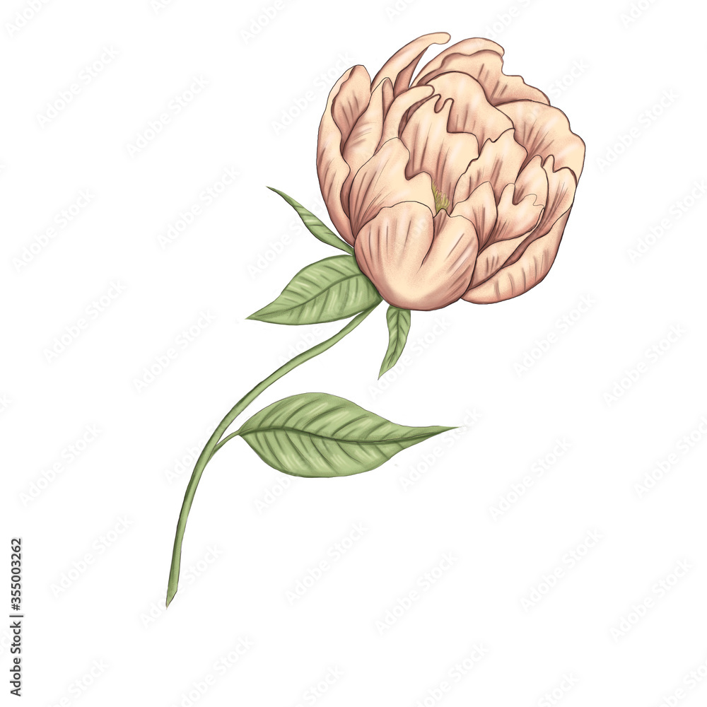 Romantic light pink peony decoration 300 dpi digital illustration Romantic light pink peony decoration 300 dpi digital illustration