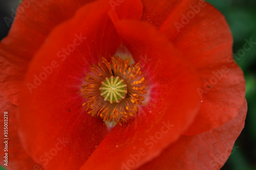 Landscape closeup photo of poppy flower in bloom
