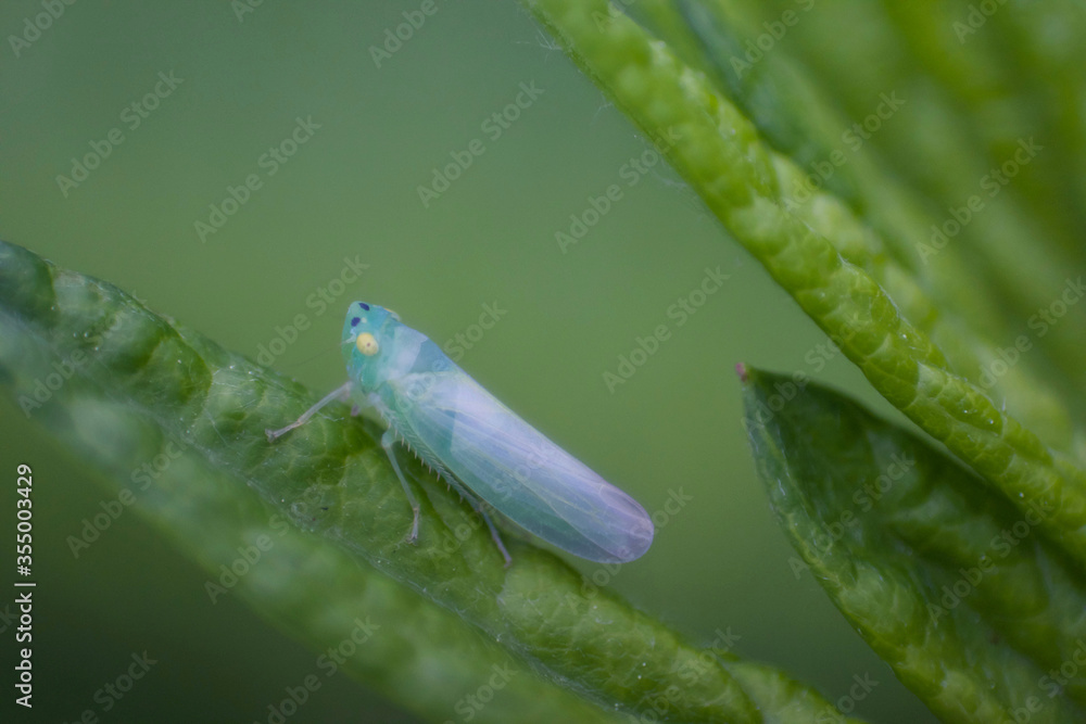 Blue Leafhopper on leaf